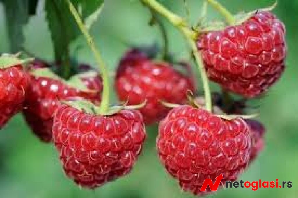 Hitno potrebni beraci malina