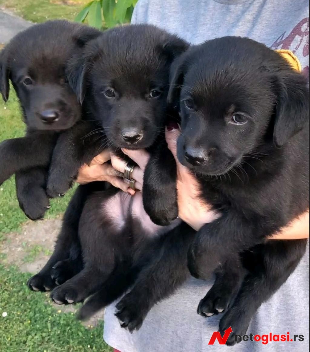 Prodajem tri muska steneta Labradora