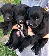 Prodajem tri muska steneta Labradora