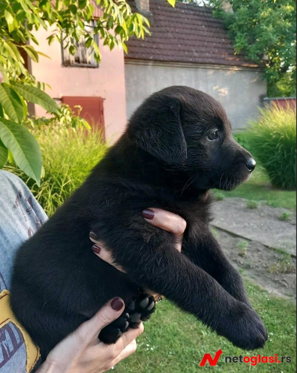 Prodajem tri muska steneta Labradora