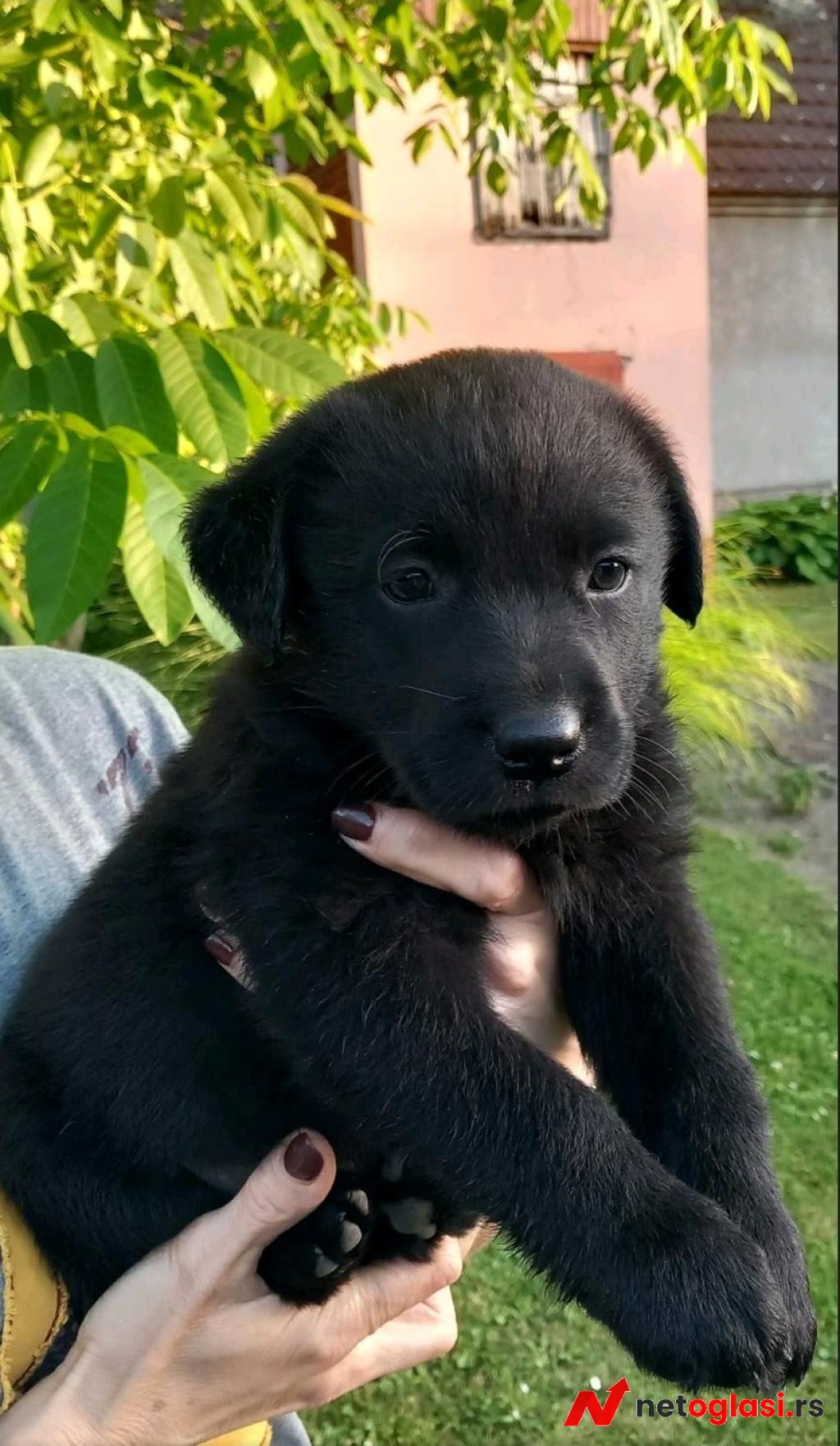 Prodajem tri muska steneta Labradora