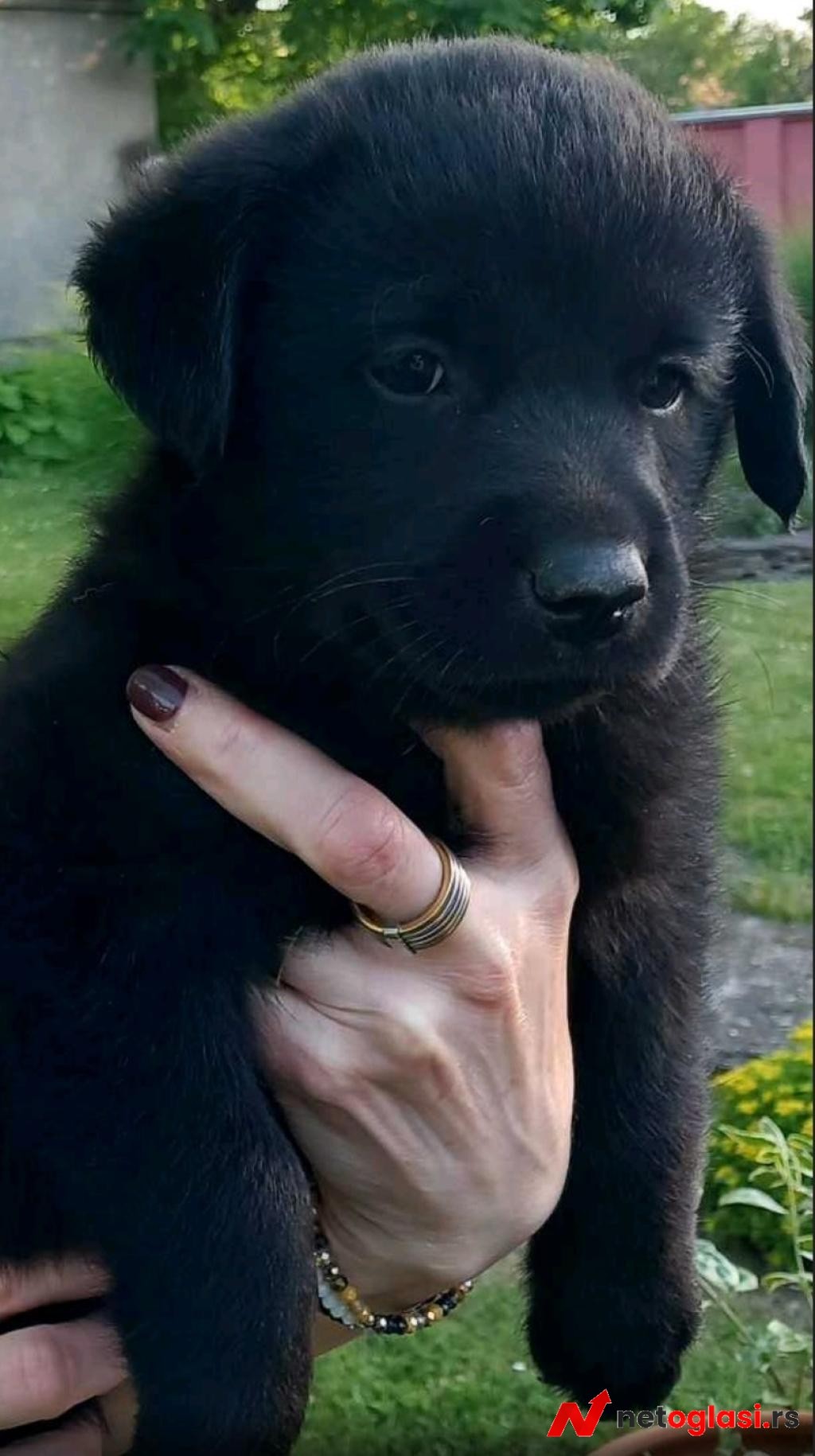 Prodajem tri muska steneta Labradora