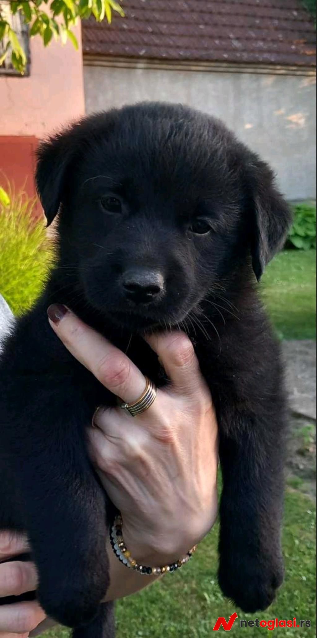 Prodajem tri muska steneta Labradora