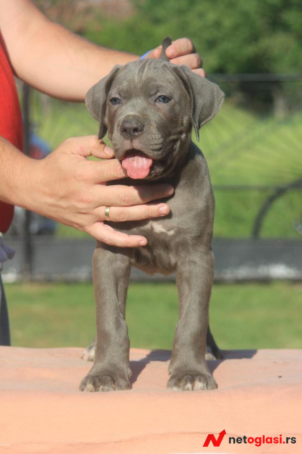 Cane Corso stenci