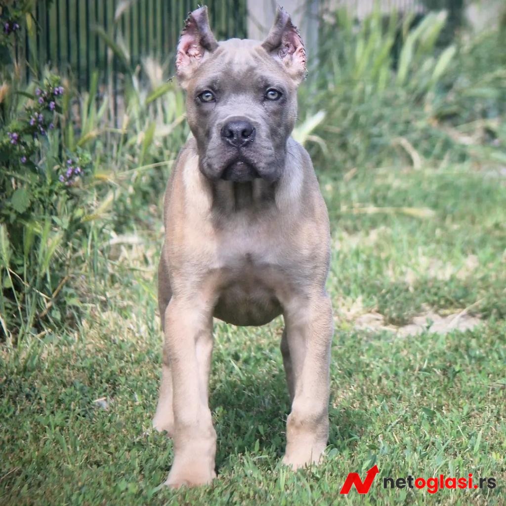 Cane Corso stenci