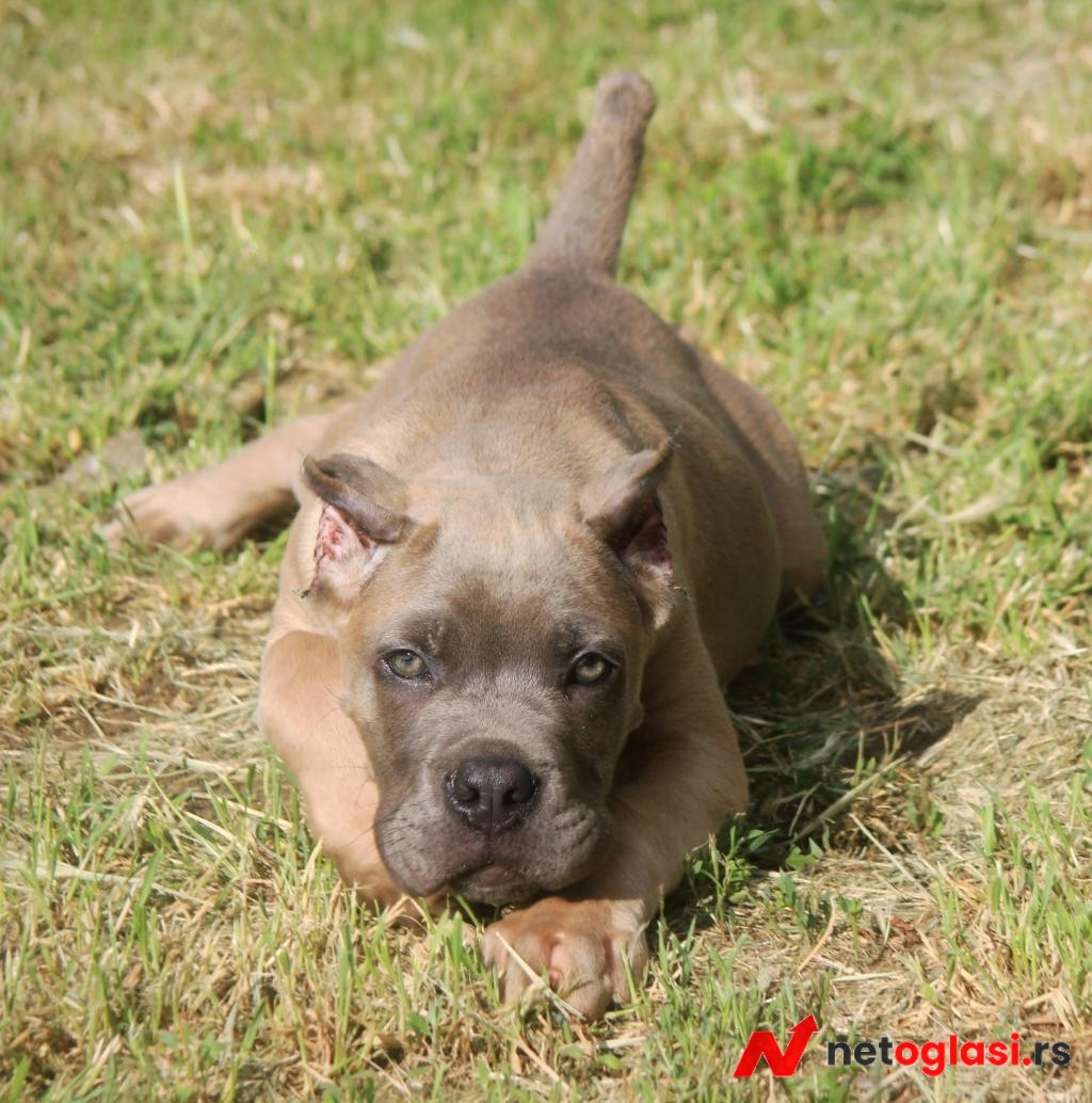 Cane Corso stenci