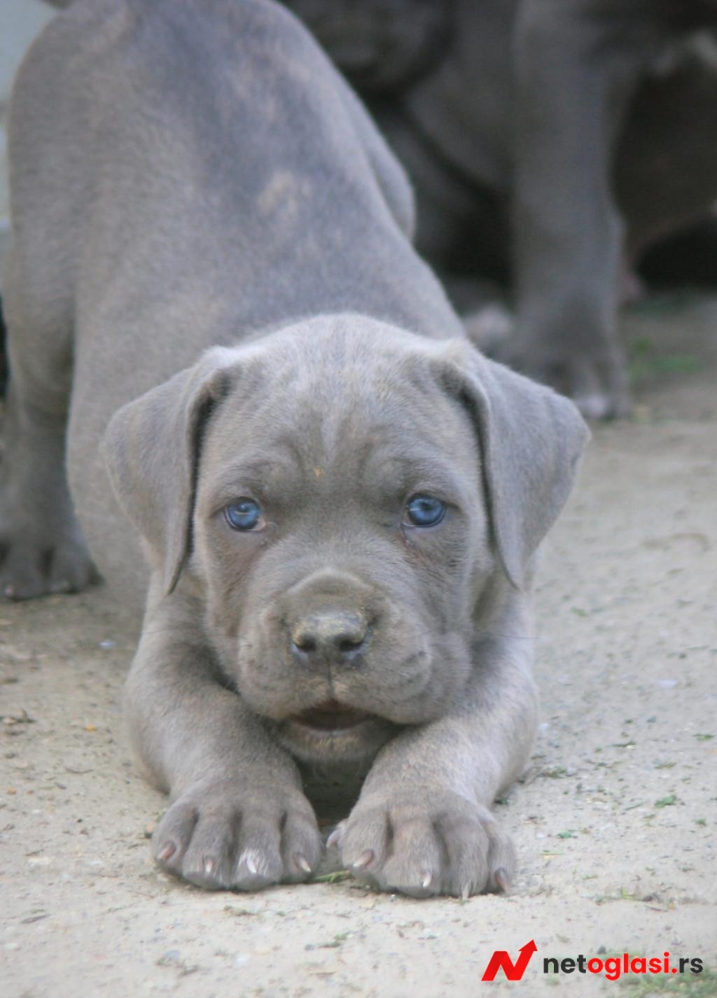 Cane Corso stenci