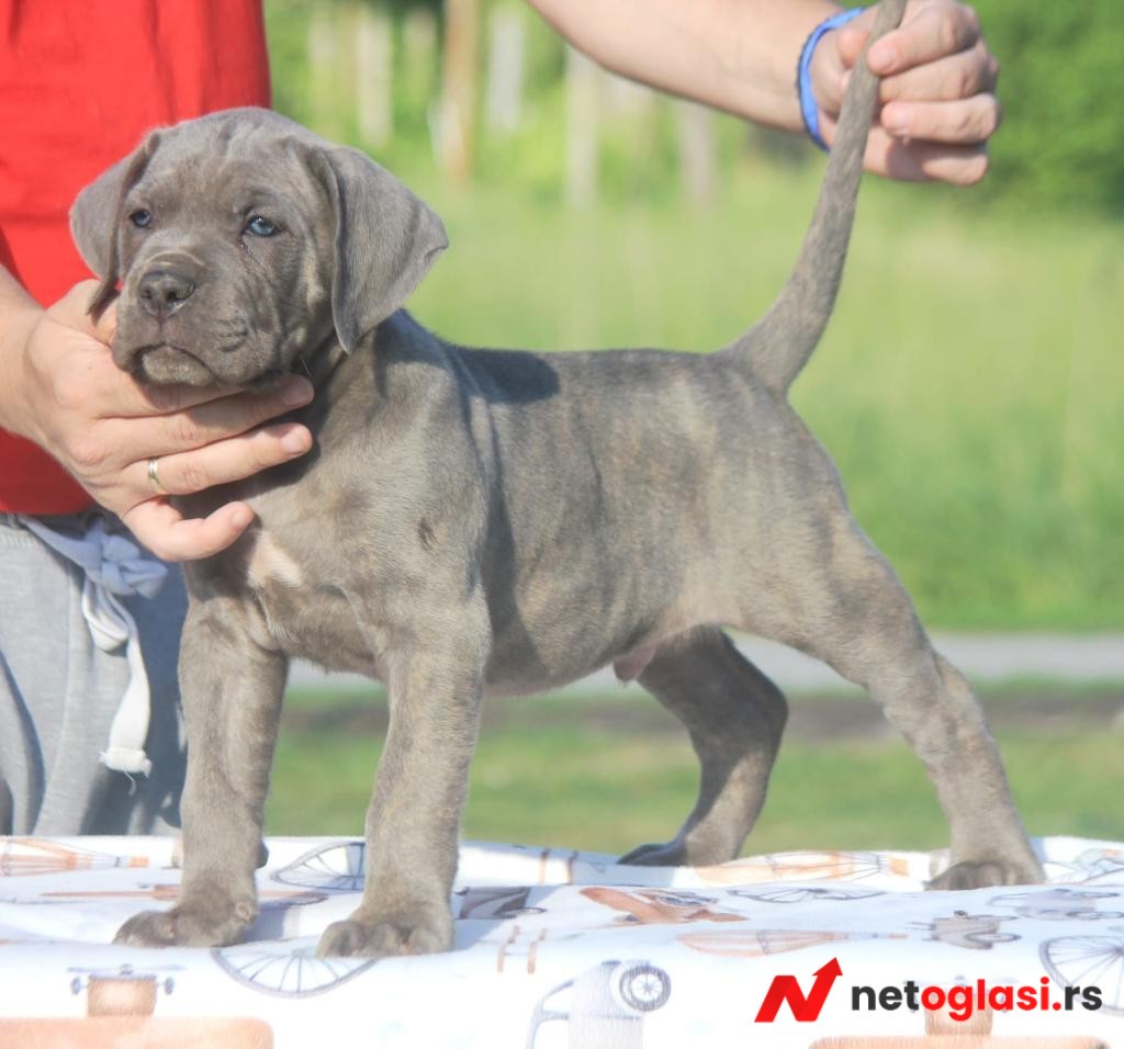 Cane Corso stenci