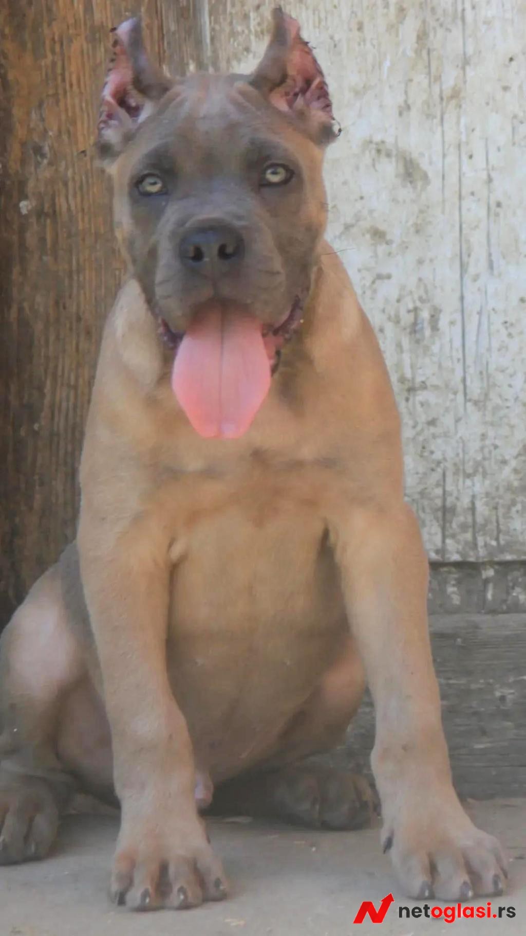Cane Corso stenci