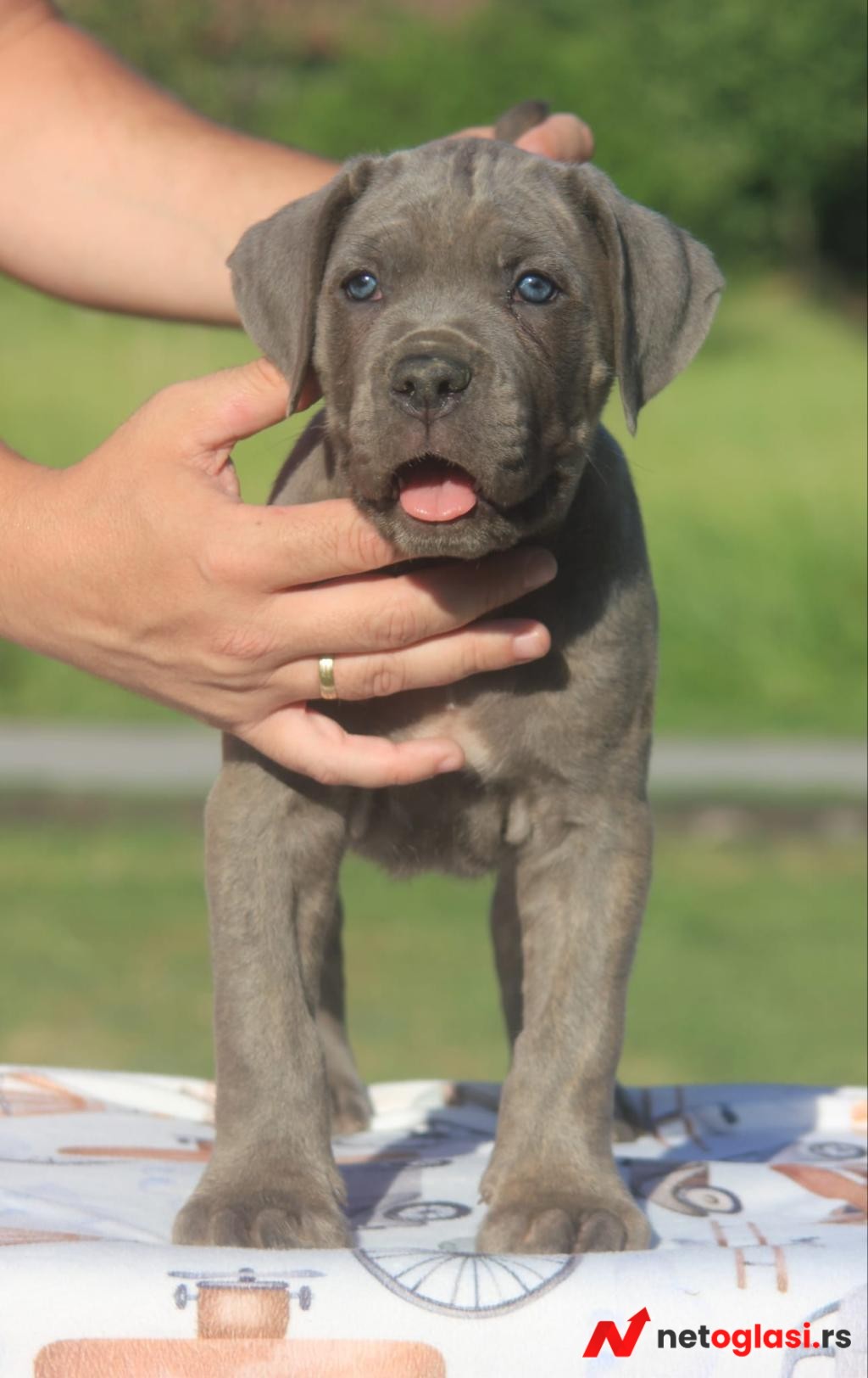 Cane Corso stenci