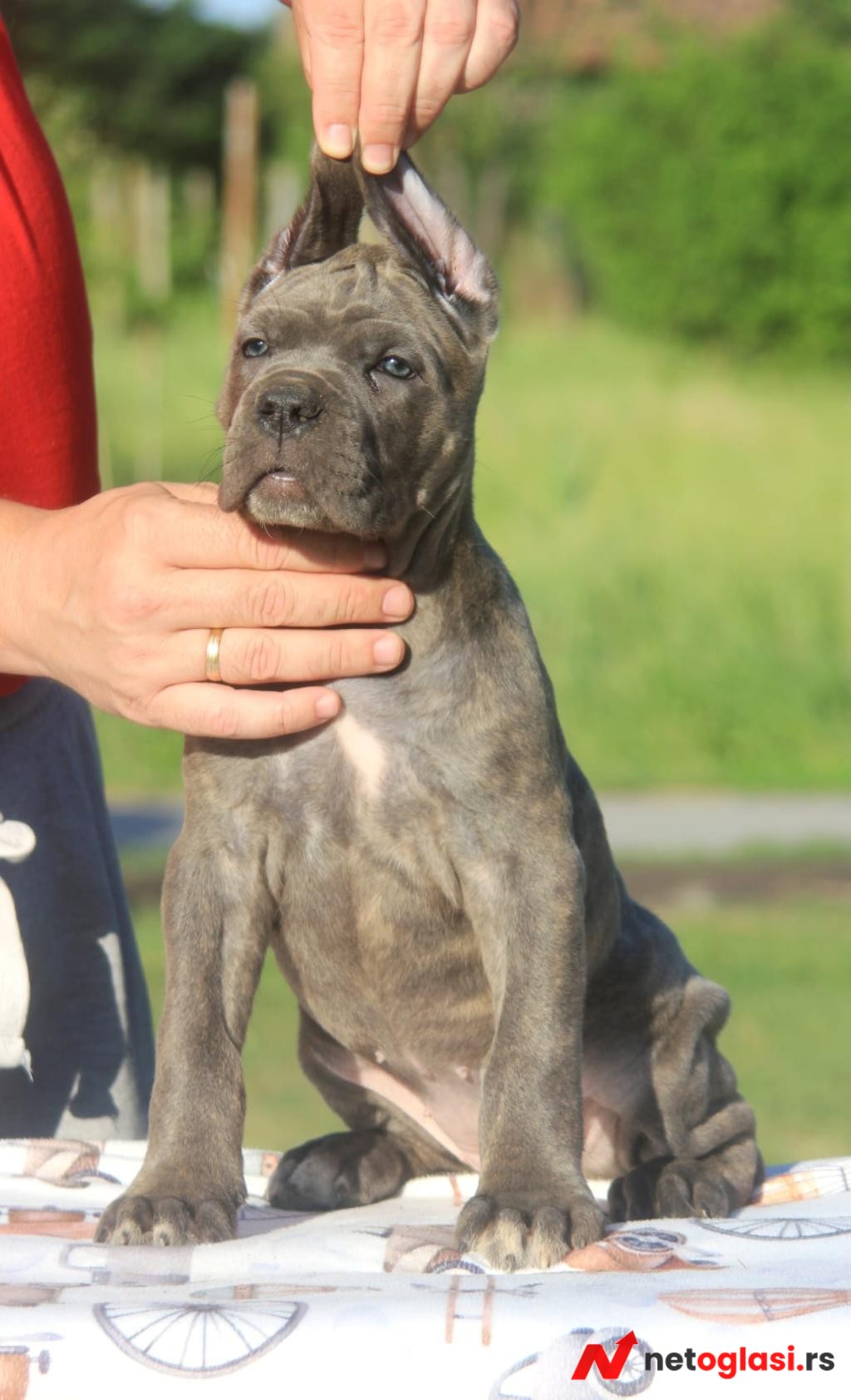 Cane Corso stenci