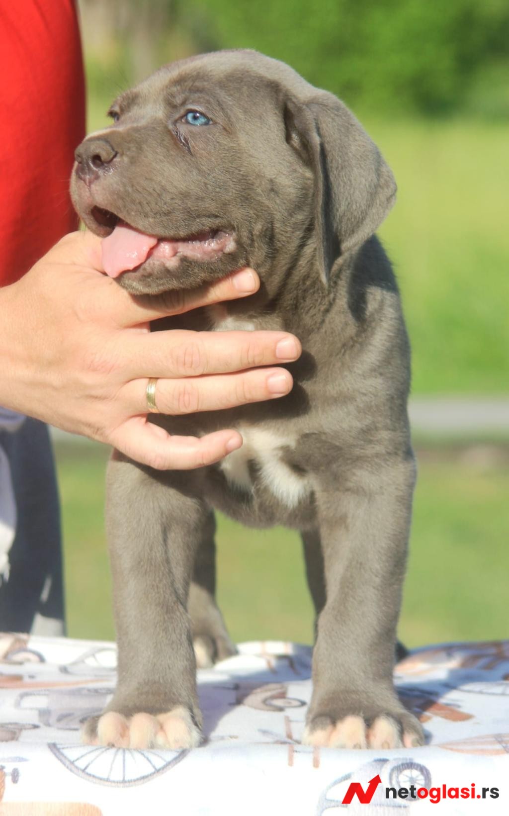 Cane Corso stenci