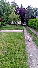 Avala, blizu megamarketa Koka Mar, 200 m2