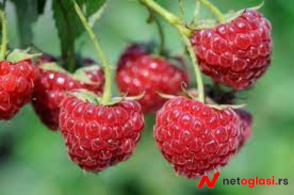 Potrebni radnici za berbu maline