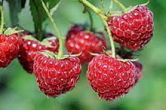 Potrebni radnici za berbu maline