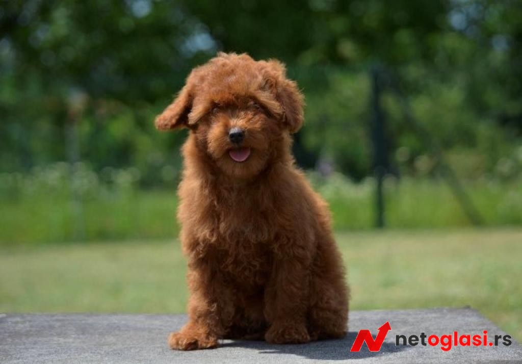 Toy pudla, zensko stene