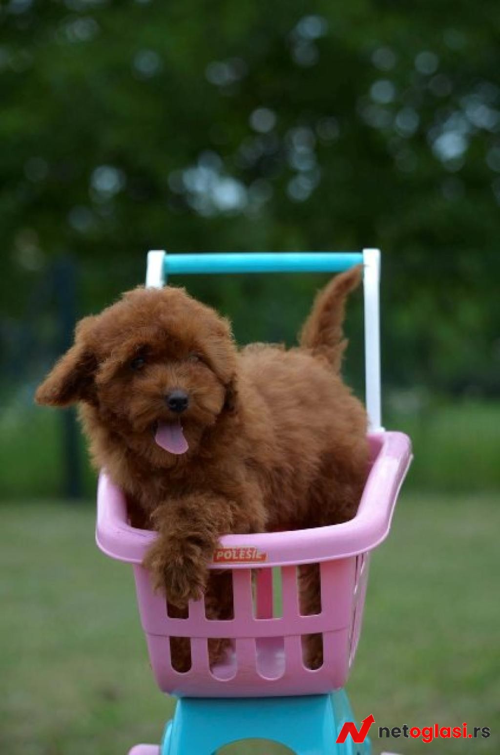 Toy pudla, zensko stene