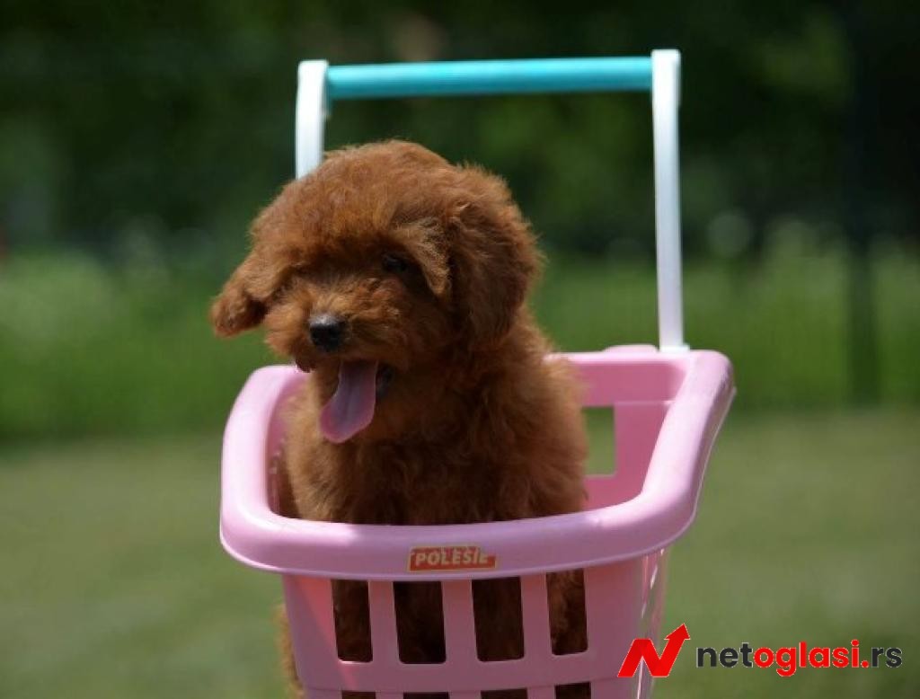 Toy pudla, zensko stene
