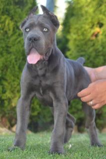 Cane Corso, vrhunski stenci