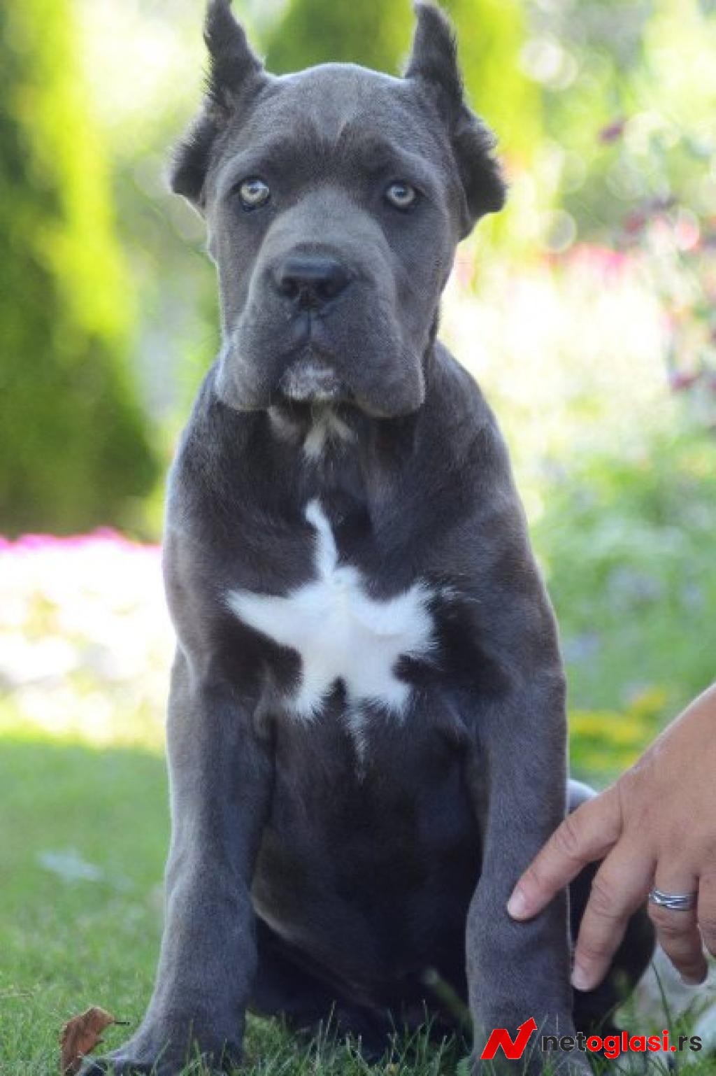 Cane Corso, vrhunski stenci
