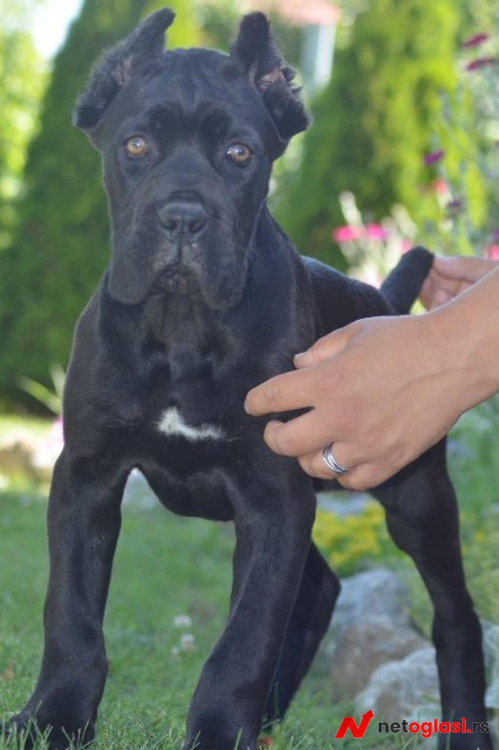 Cane Corso, vrhunski stenci