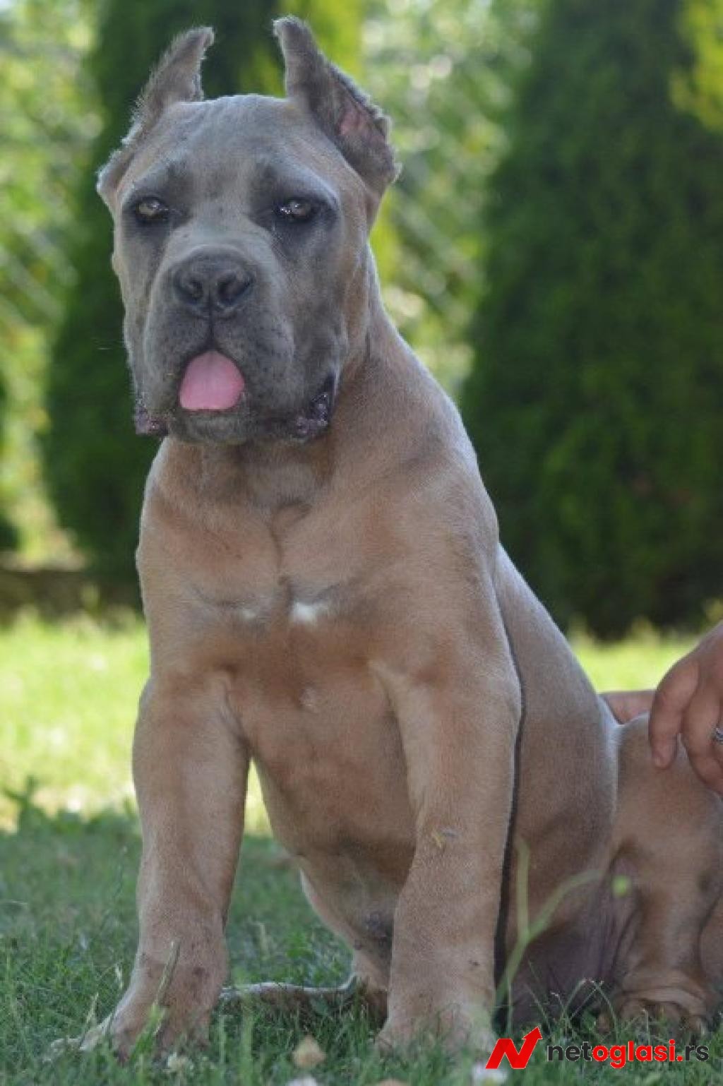 Cane Corso, vrhunski stenci
