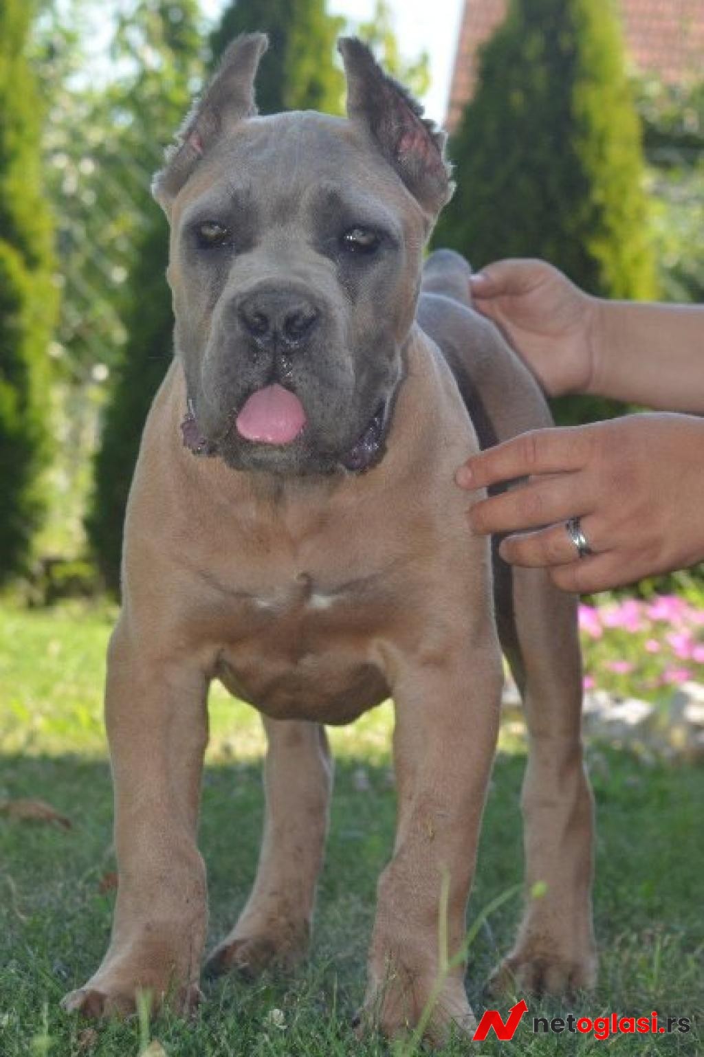 Cane Corso, vrhunski stenci
