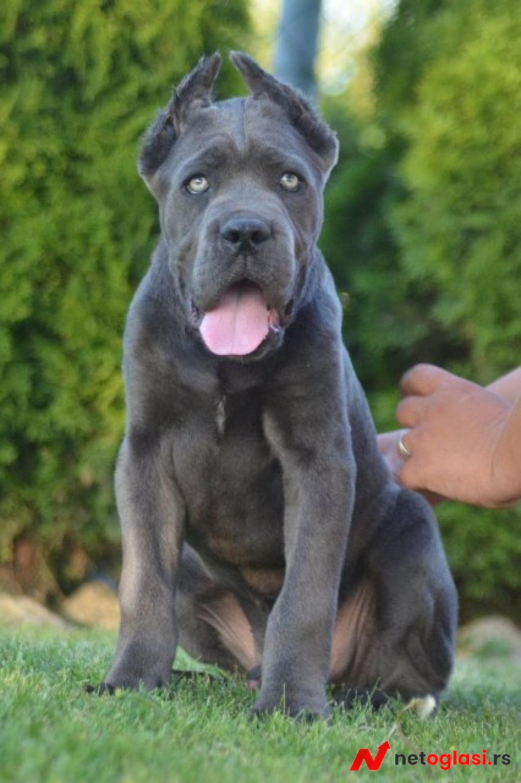 Cane Corso, vrhunski stenci