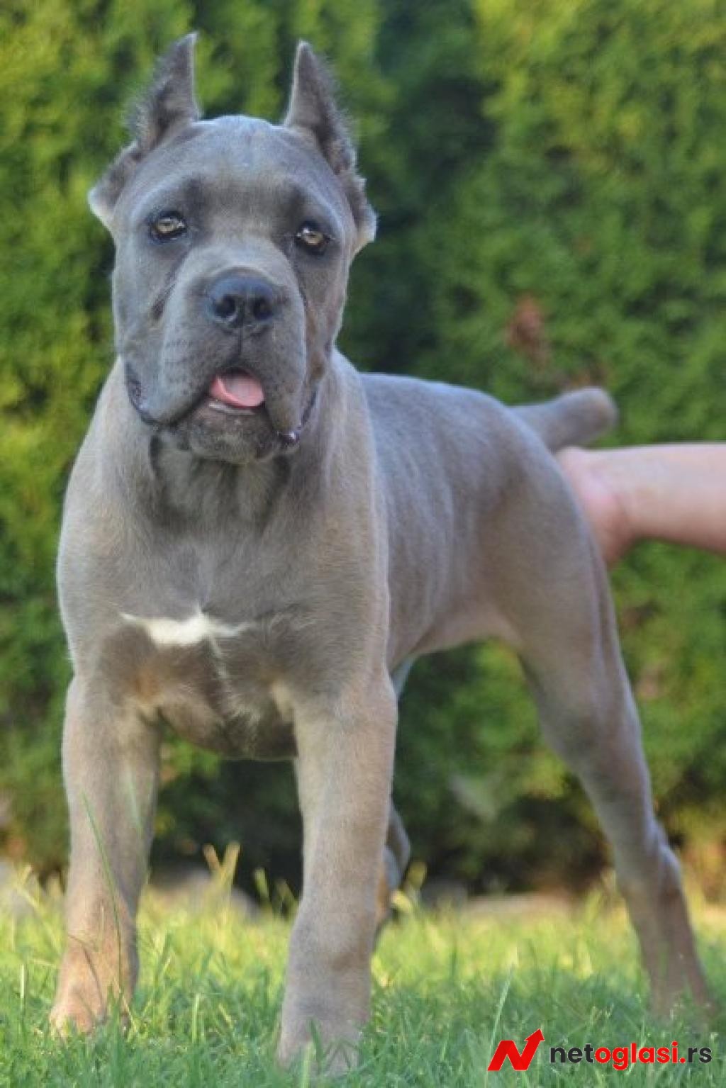 Cane Corso, vrhunski stenci