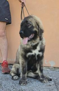 Kavkaski ovcar vrhunski stenci
