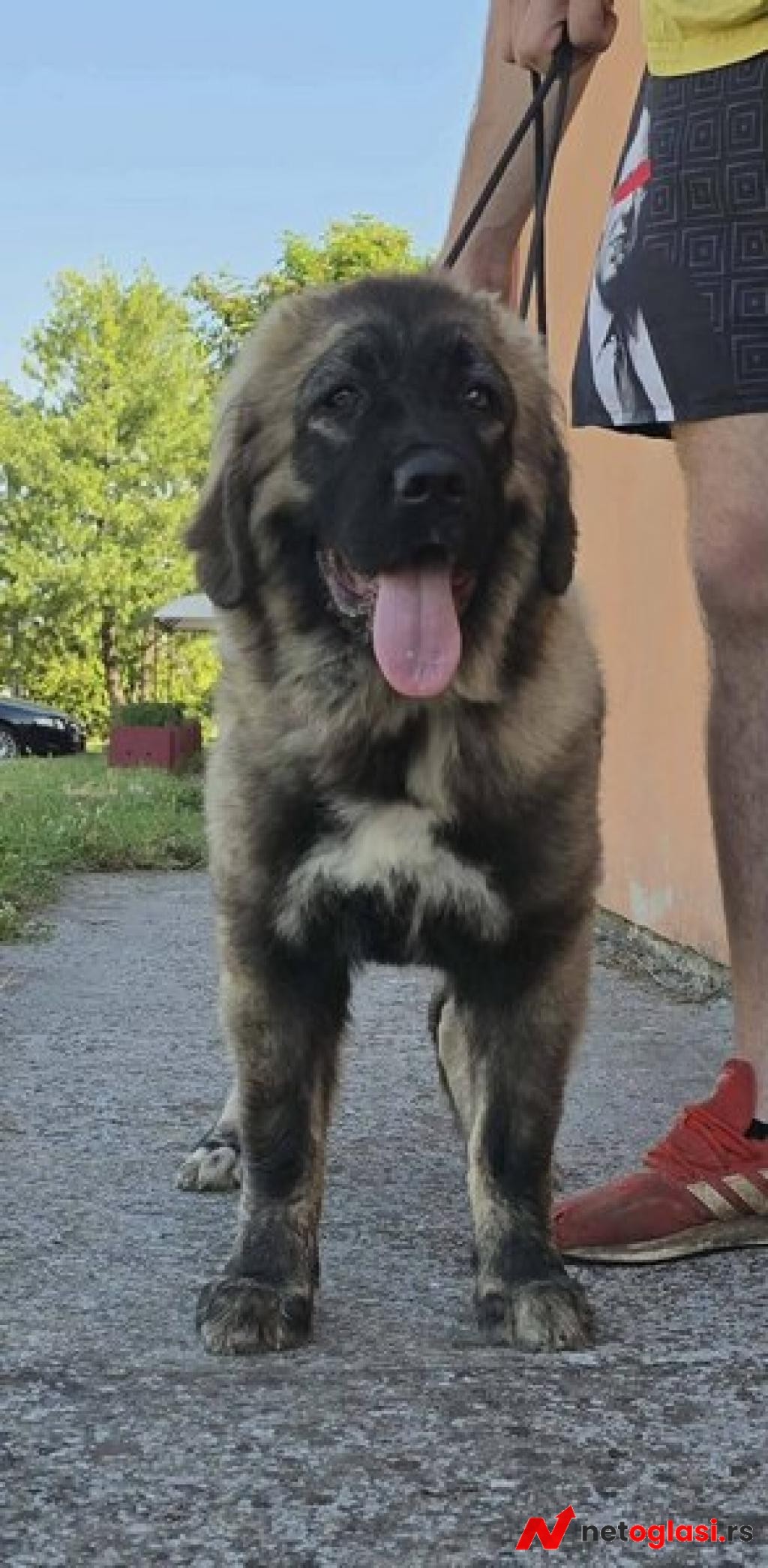 Kavkaski ovcar vrhunski stenci