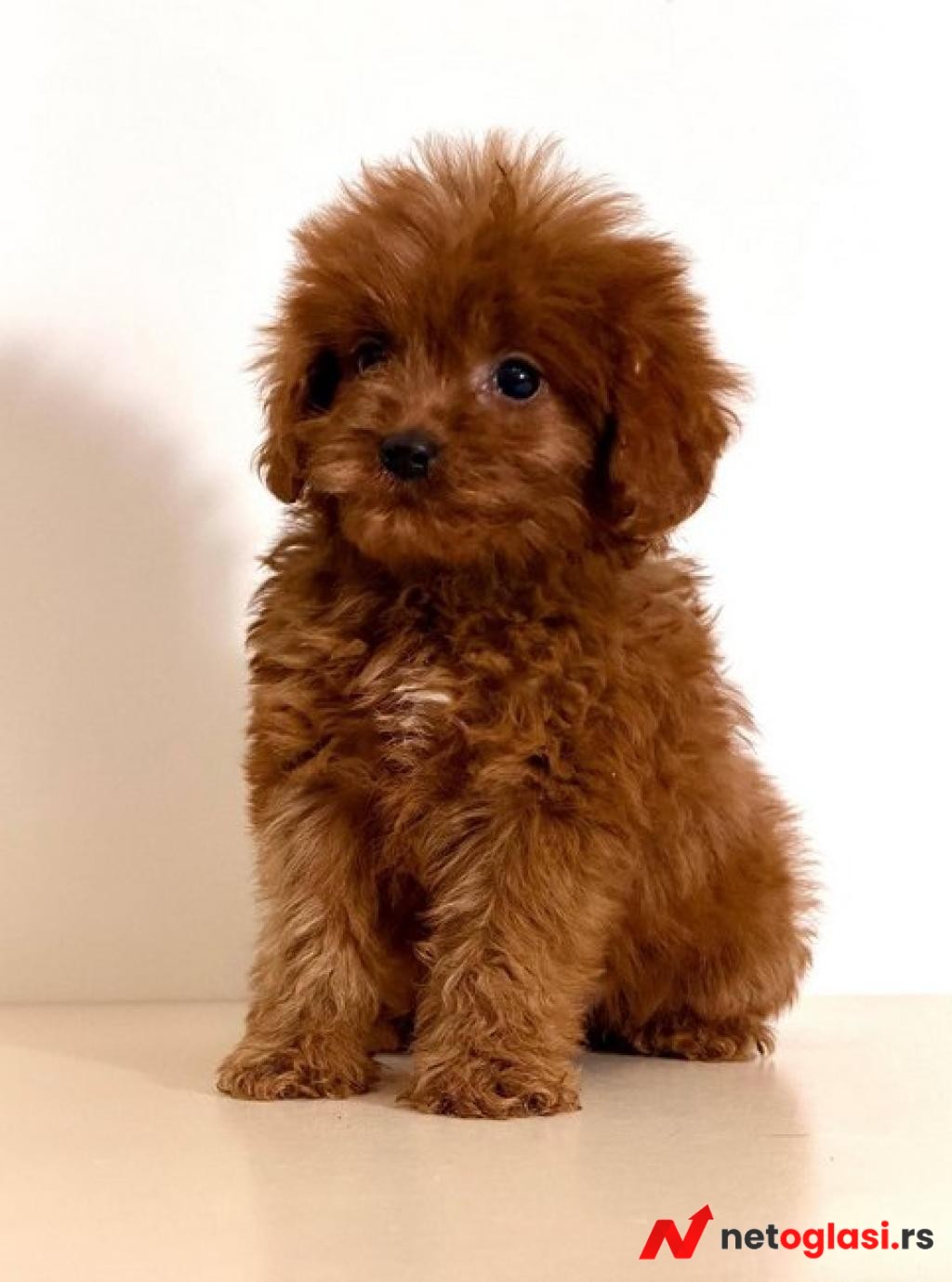 Cavapoo-Kavapu (cavalier king charles spaniel + pudla)