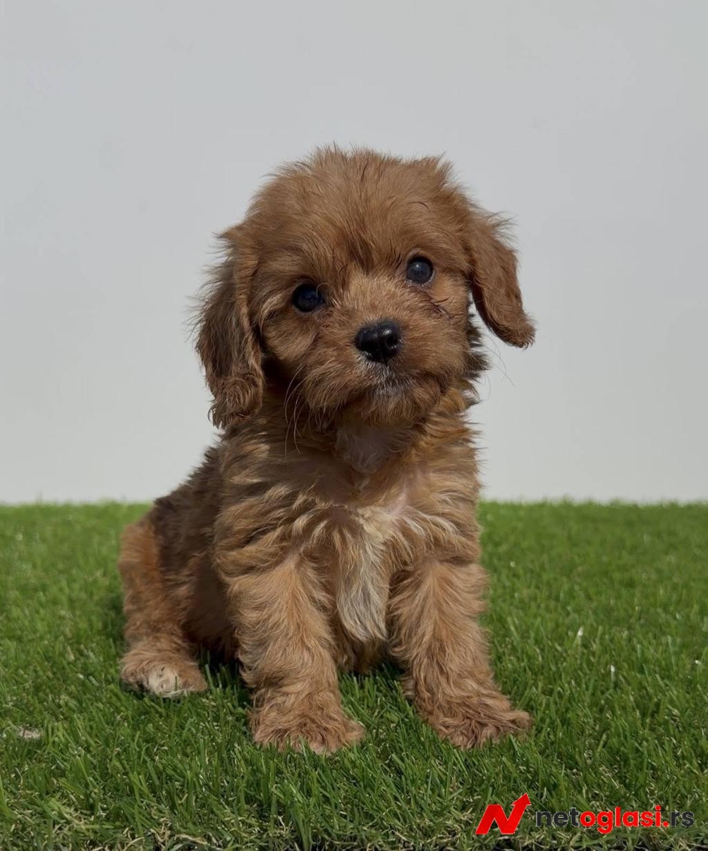 Cavapoo-Kavapu (cavalier king charles spaniel + pudla)