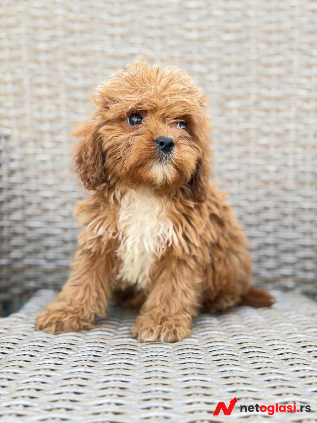 Cavapoo-Kavapu (cavalier king charles spaniel + pudla)