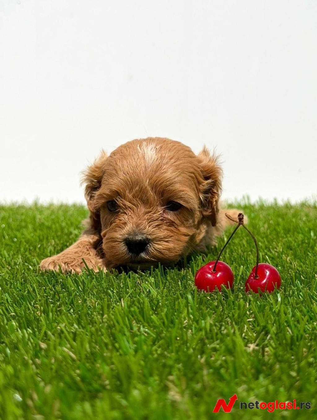 Cavapoo-Kavapu (cavalier king charles spaniel + pudla)
