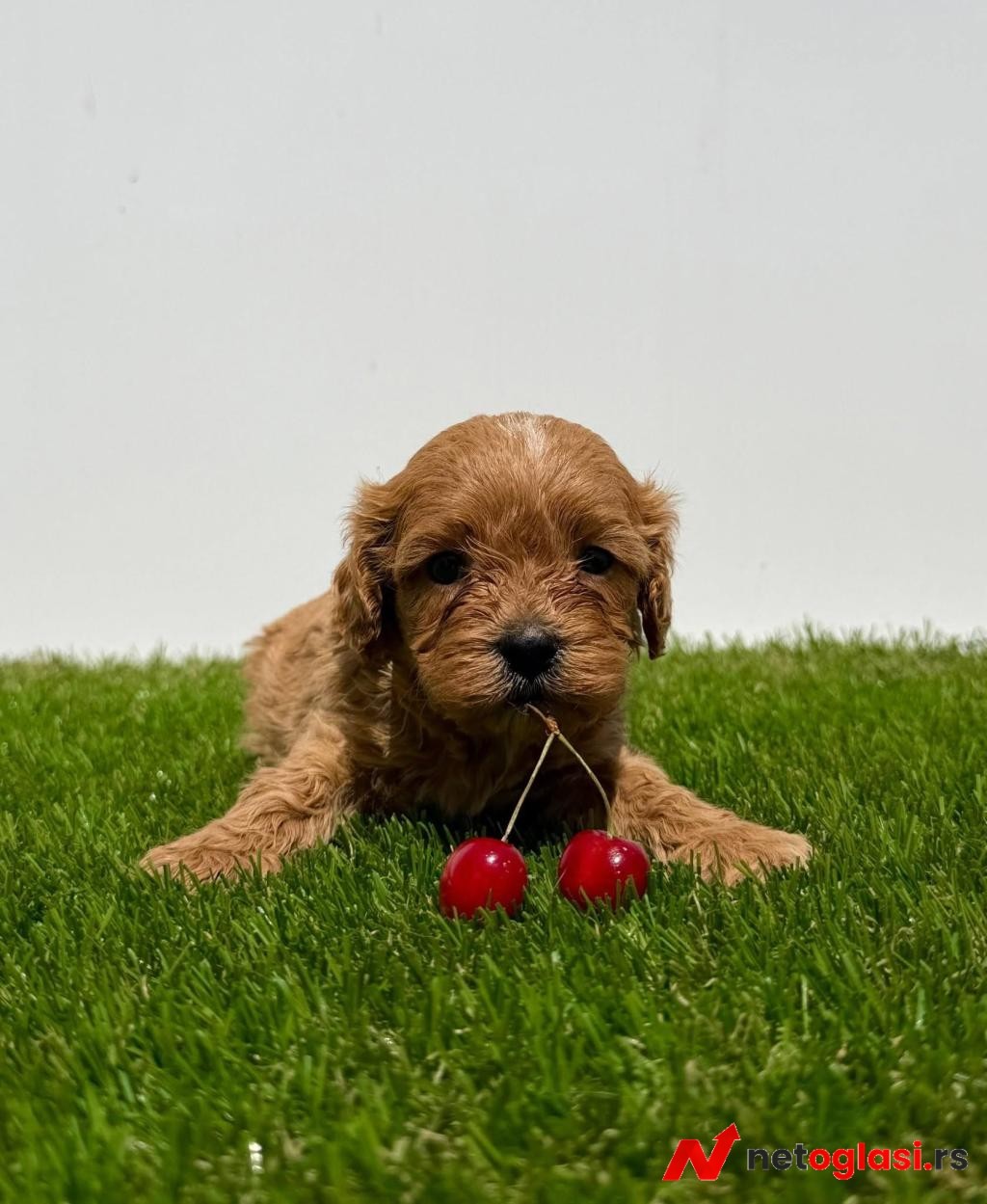 Cavapoo-Kavapu (cavalier king charles spaniel + pudla)