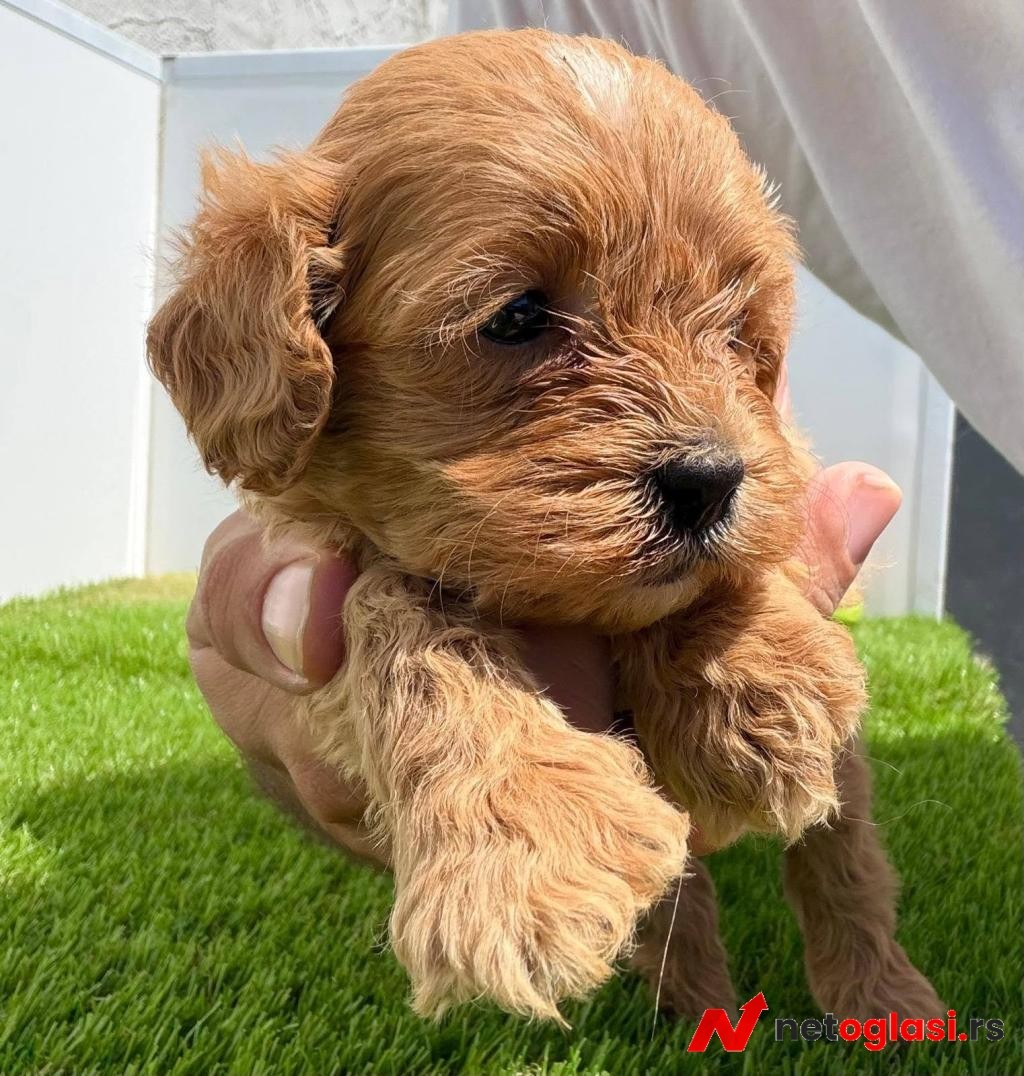 Cavapoo-Kavapu (cavalier king charles spaniel + pudla)