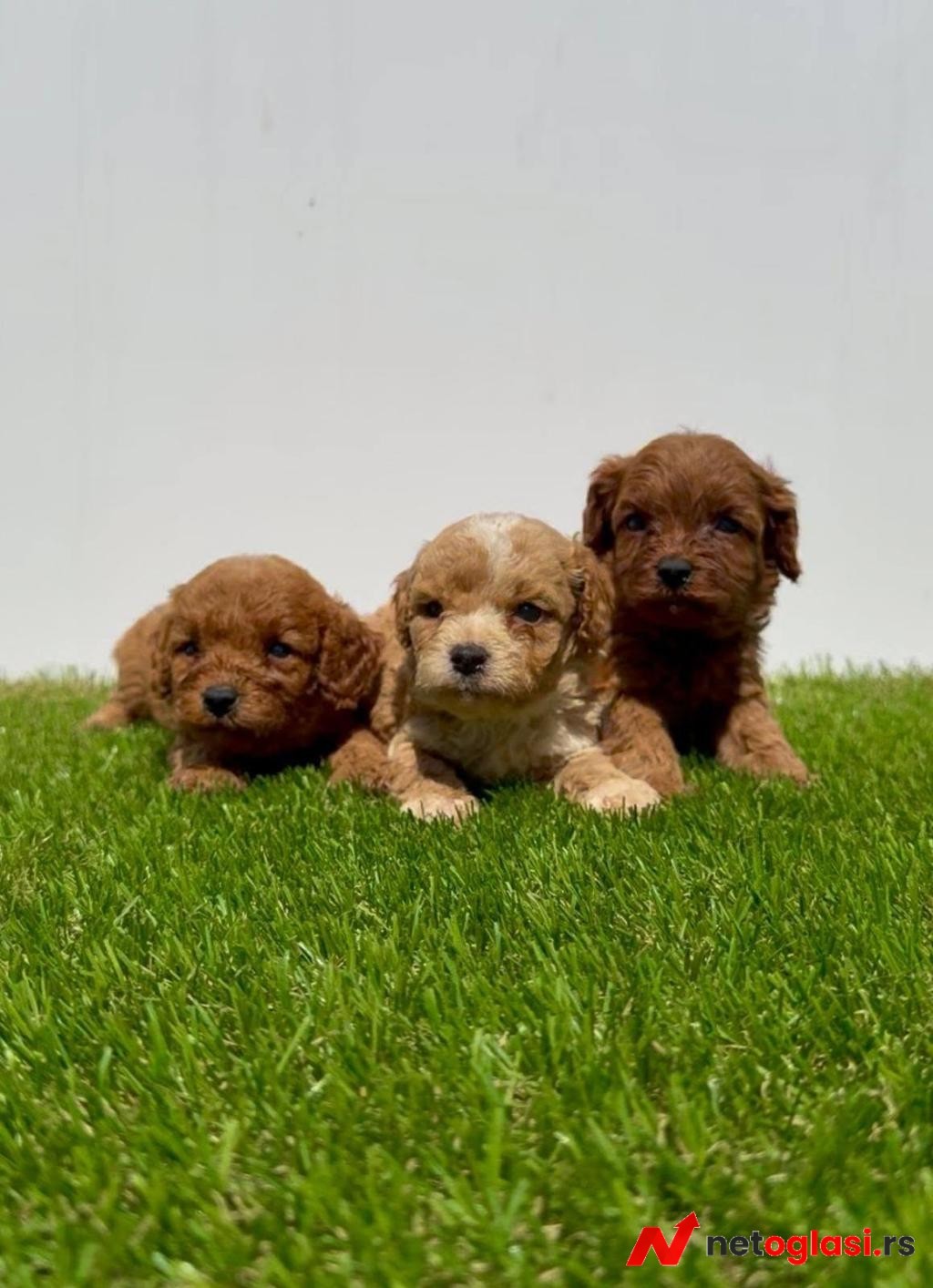 Cavapoo-Kavapu (cavalier king charles spaniel + pudla)
