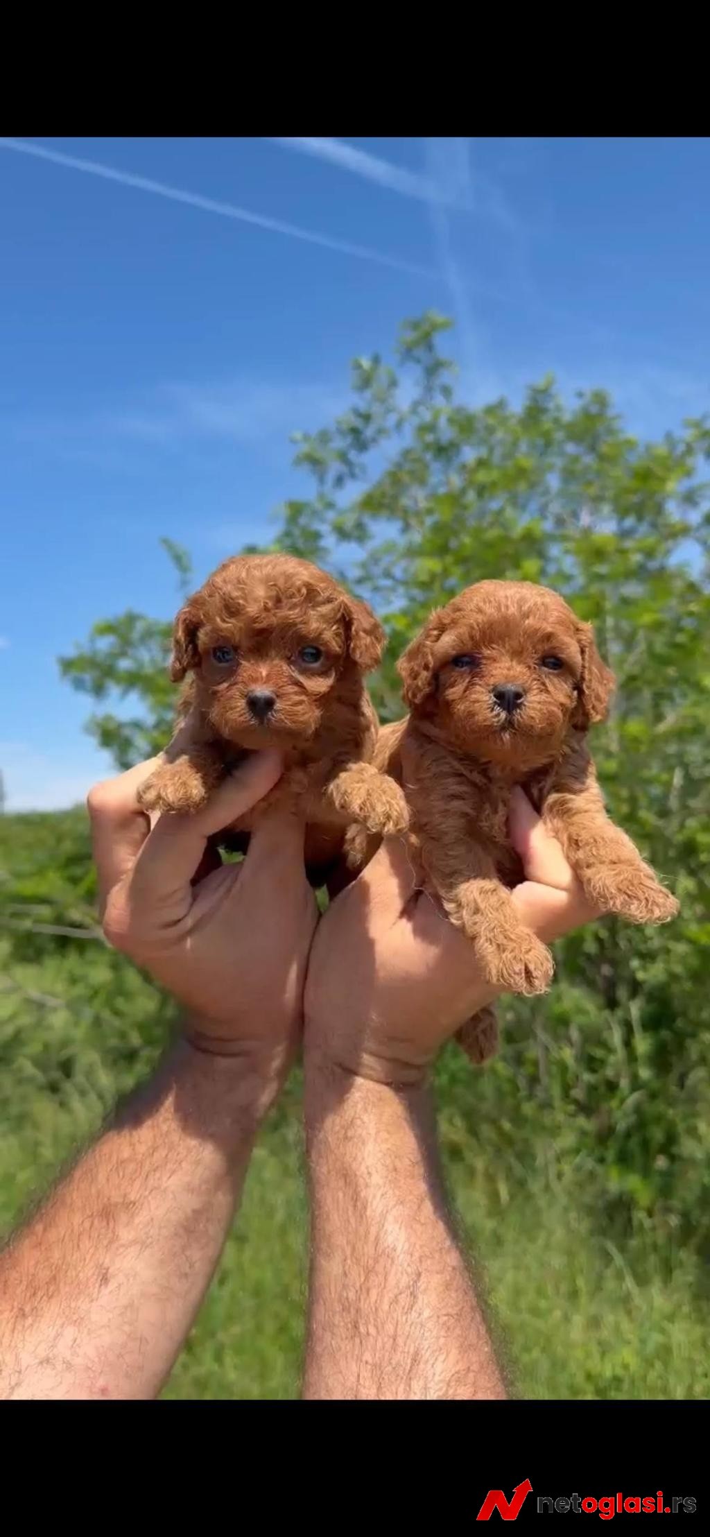 Cavapoo-Kavapu (cavalier king charles spaniel + pudla)