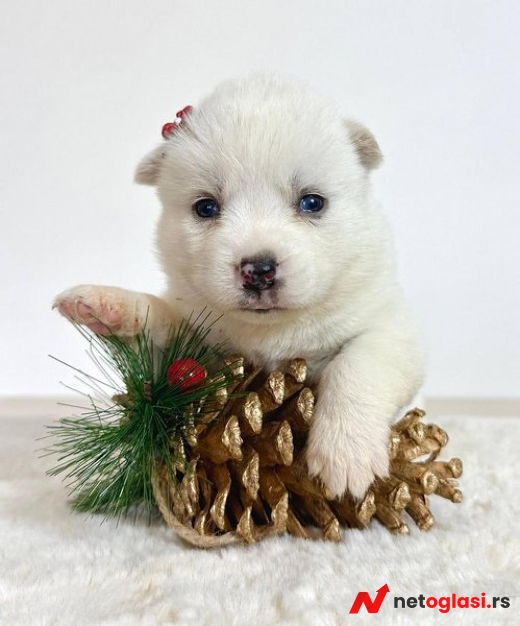Pomsky-pomski (pomeranac + haski)