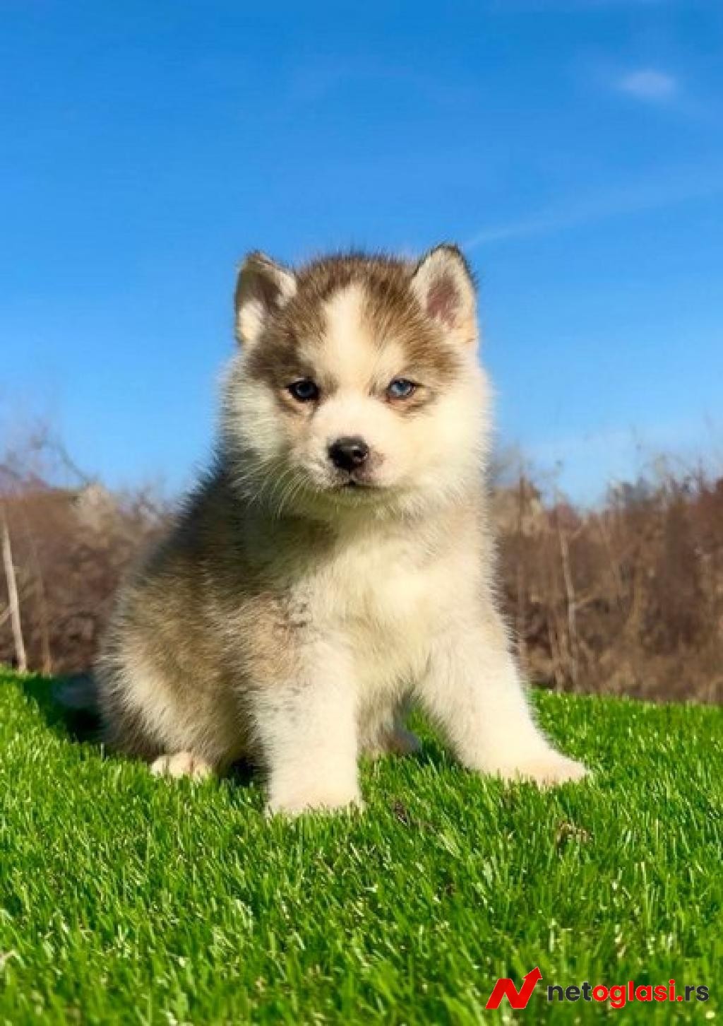 Pomsky-pomski (pomeranac + haski)