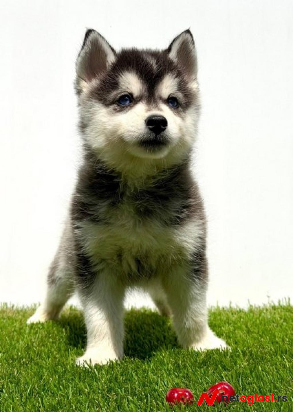 Pomsky-pomski (pomeranac + haski)