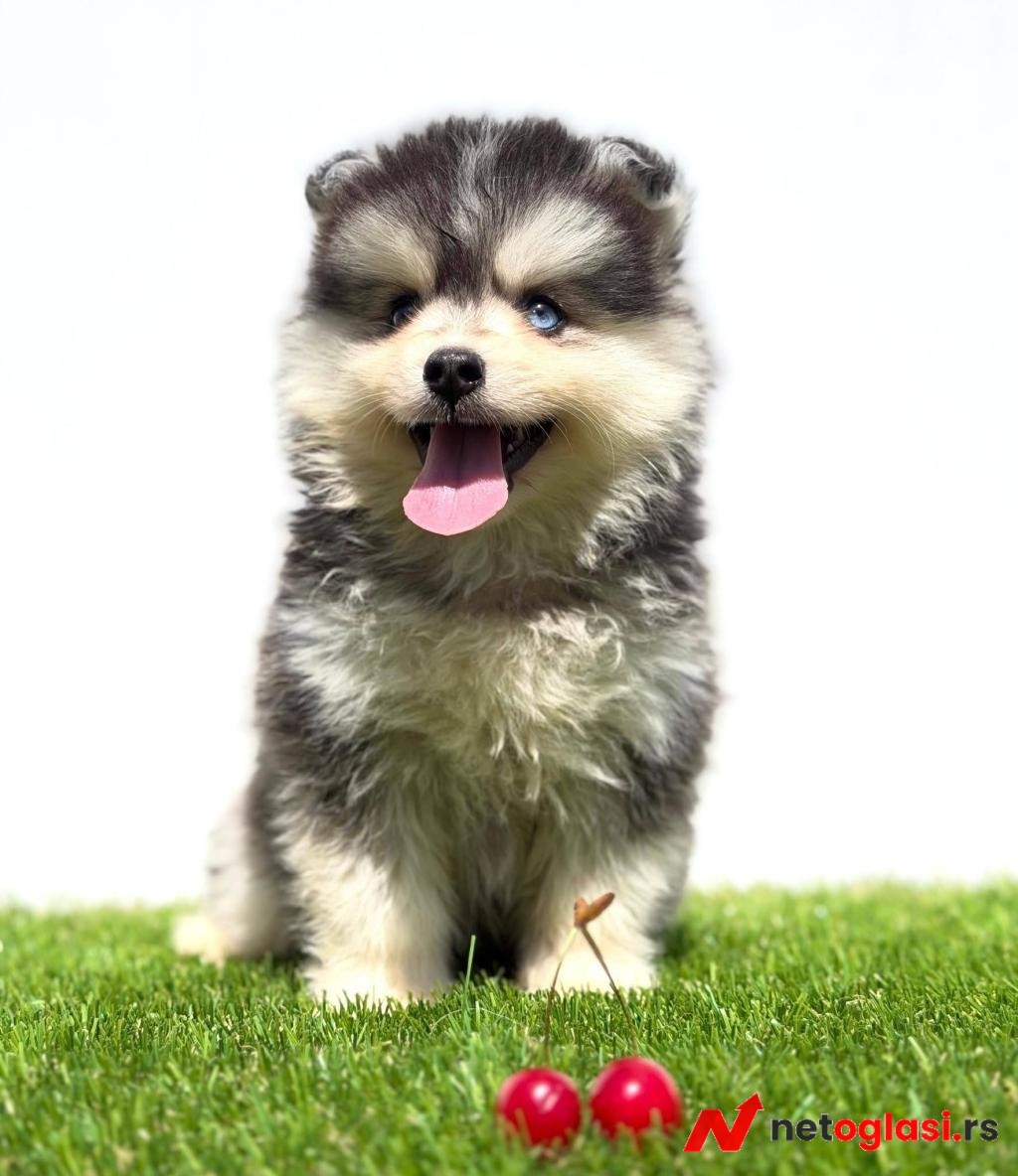 Pomsky-pomski (pomeranac + haski)