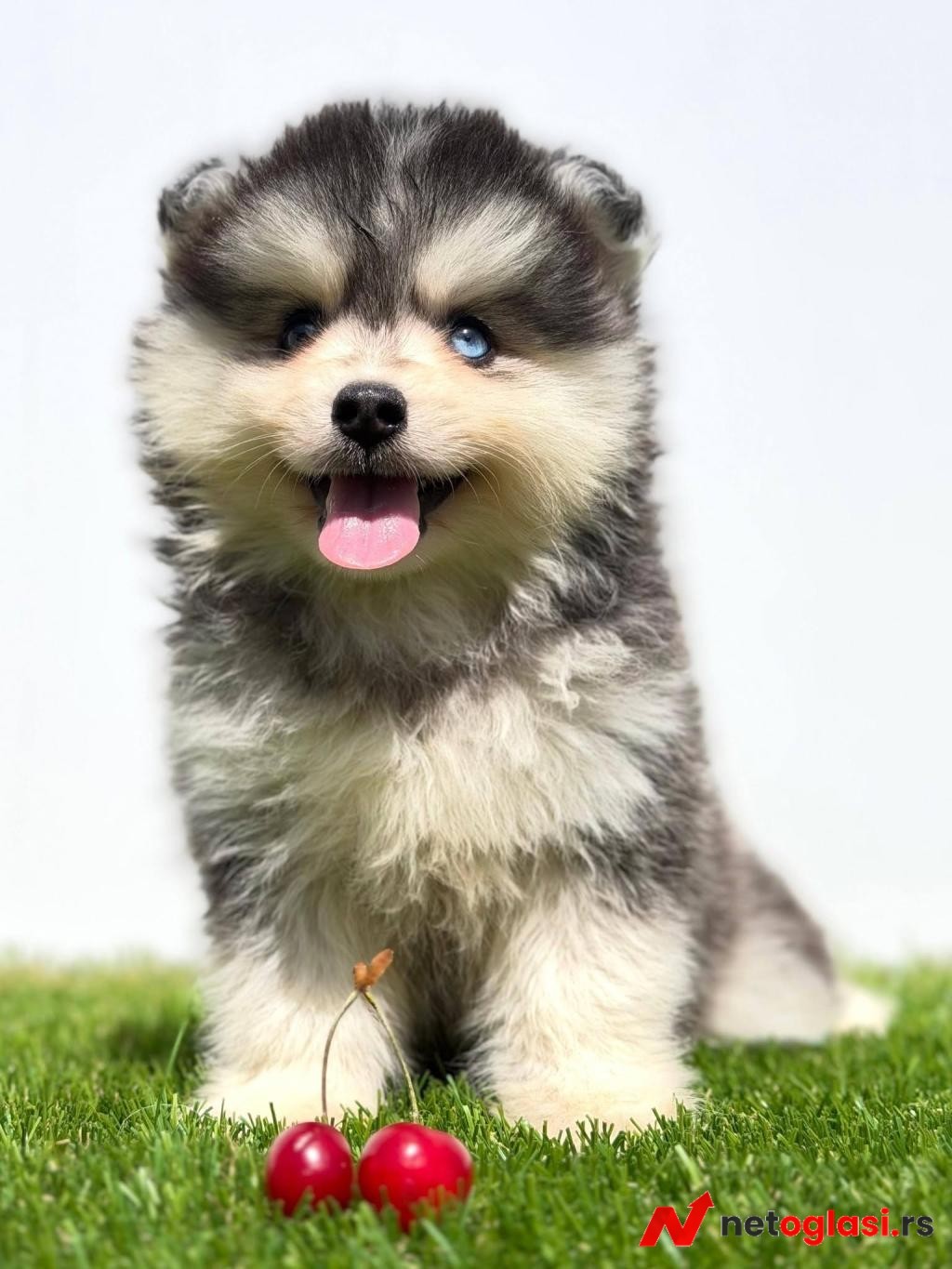 Pomsky-pomski (pomeranac + haski)