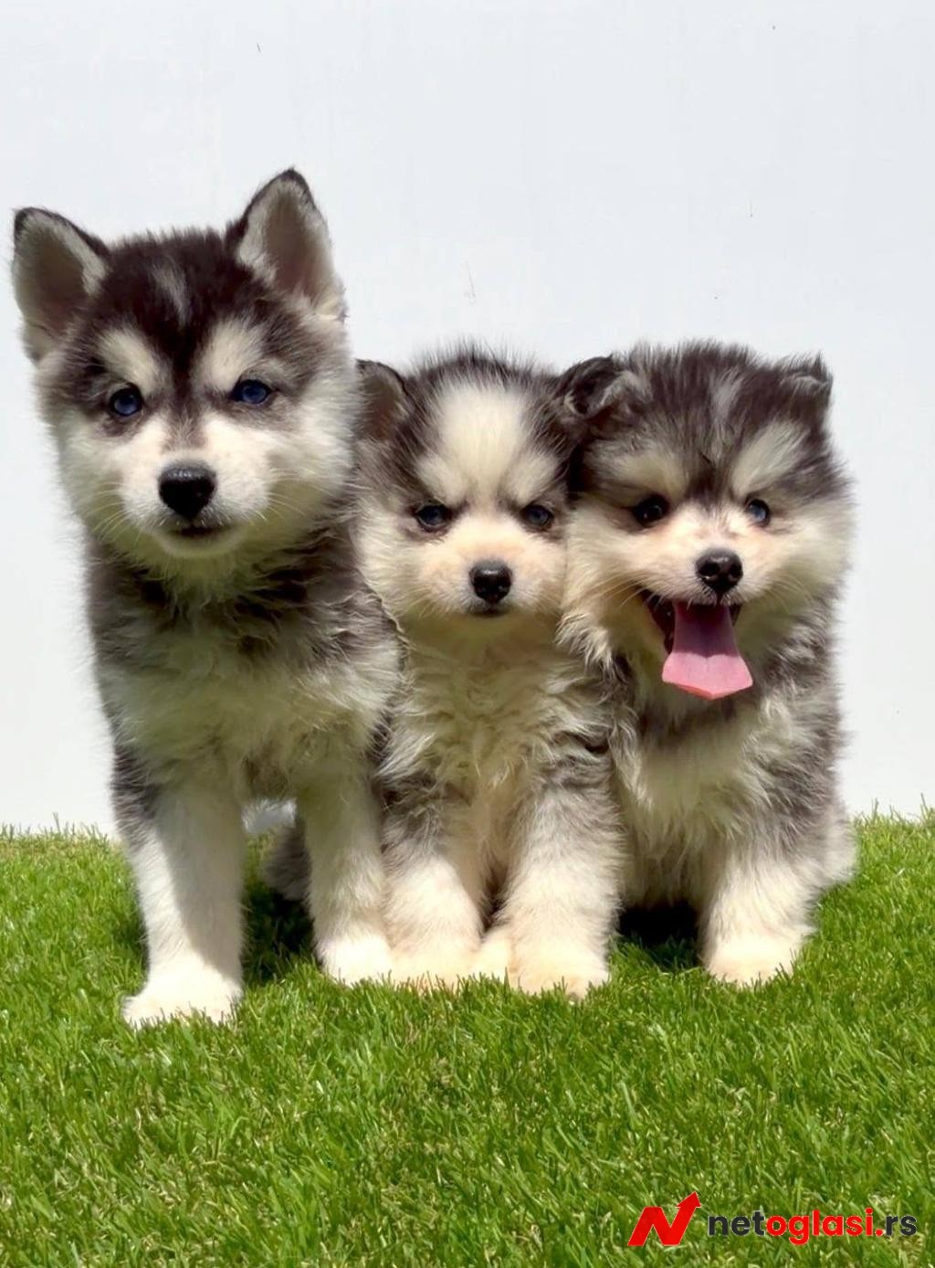 Pomsky-pomski (pomeranac + haski)