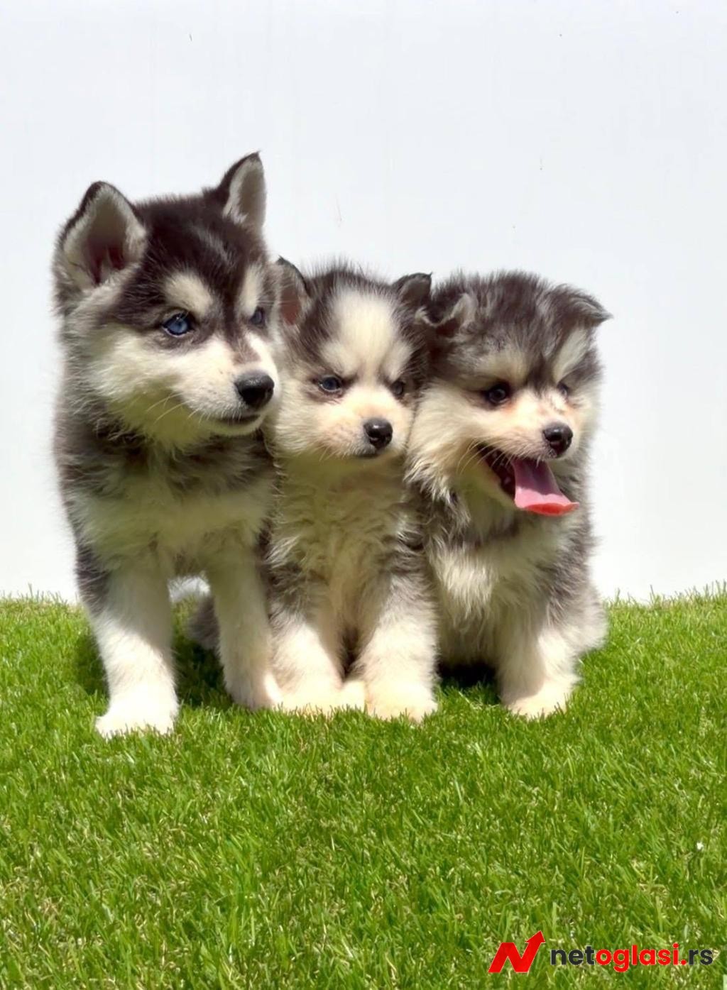 Pomsky-pomski (pomeranac + haski)
