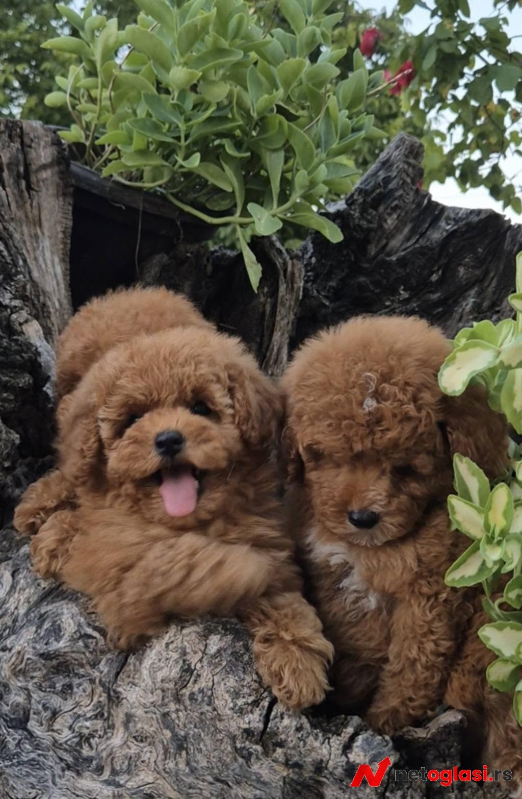 Pudle i maltipoo, prelepi stenci