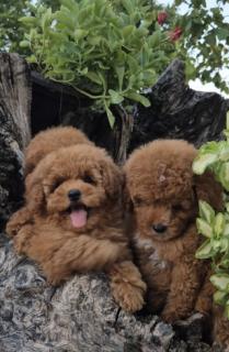Pudle i maltipoo, prelepi stenci