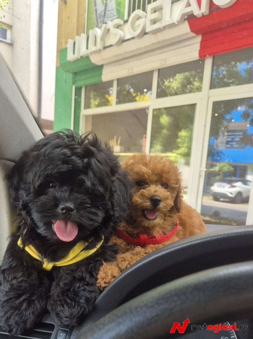 Pudle i maltipoo, prelepi stenci