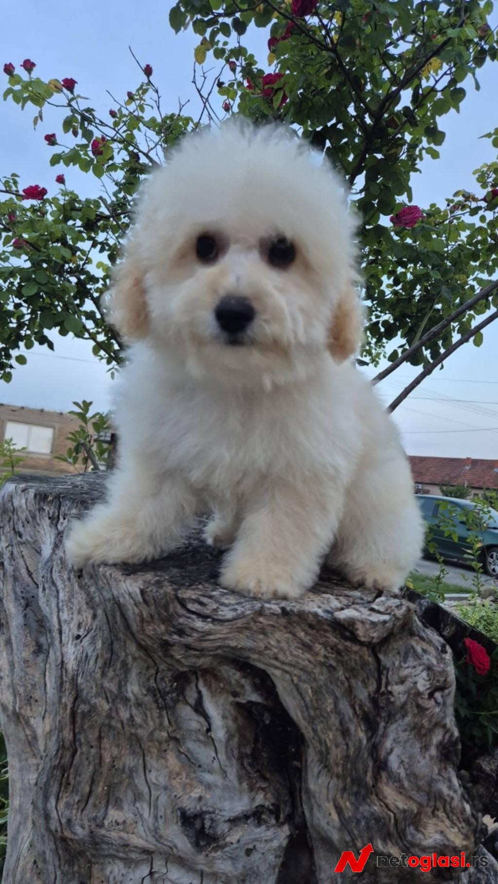 Pudle i maltipoo, prelepi stenci